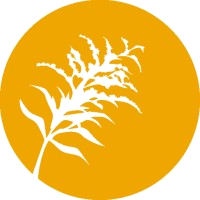 Goldenrod
